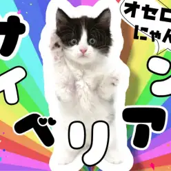 【 サイベリアン 】黒のハチワレ模様がチャームポイント！低アレルゲンキャット登場