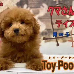 【 トイ・プードル 】クマさん風味のトイプーくんの生後4ヶ月の今をご紹介！