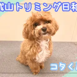 【 城山トリミング 】城山トリミング日和 No.10『コタくん』