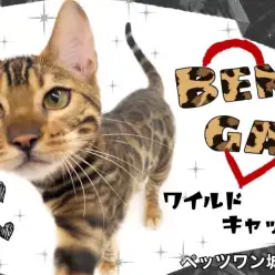 【 ベンガル 】唯一無二！ありえないほど友好的な性格のワイルドキャット