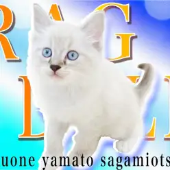 【 ラグドール 】初心者OK！お子様がいるご家庭もOK！青い瞳のぬいぐるみ猫！