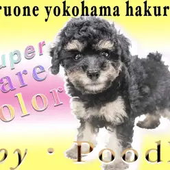 【 トイ・プードル 】オリジナリティを求めるアナタへ！レアカラーのブラック＆タン
