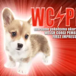 【 コーギー 】レッド＆ホワイトの短足ボディと神秘的なカラーリングの瞳の持ち主！