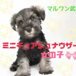 【 ミニチュアシュナウザー 】ソルト＆ペッパーの女の子！賢い性格は初心者向き！