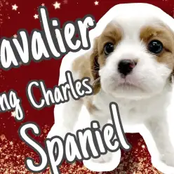 【 キャバリア 】衝撃のまん丸オメメ！王道ブレンハイムの美人キャバ登場！