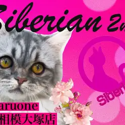 【 サイベリアン 】多頭飼いにオススメ！生後5ヶ月の超温厚な大型猫サイちゃん！