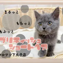 【 ブリティッシュショートヘア 】癒し系なまん丸ボディーの愛されにゃんこ!