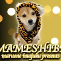 【 豆柴 】生後4ヶ月で2.4kg!小さくて賢くてフレンドリーな赤毛の女の子!