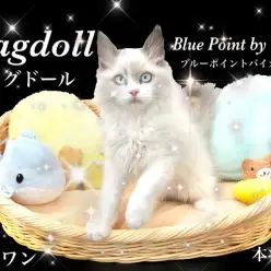 【 ラグドール 】ブルーポイントバイカラーの美しい見た目と温厚な性格にうっとり！
