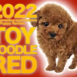 【 トイプードル ] 守りたくなっちゃうよね赤い被毛に包まれた美しき瞳の箱入り娘