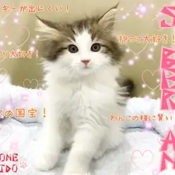 【 サイベリアン 】抱っこ大好きな低アレルゲンキャット!お手入れだって心配なし!