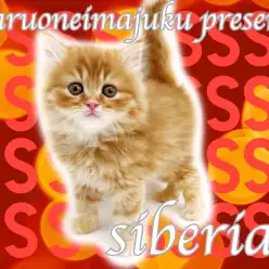 【 サイベリアン 】2022年の年男！トラ柄模様の超絶爆毛イケメンCAT登場！