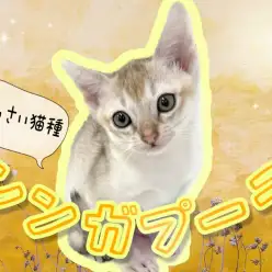 【 シンガプーラ 】世界最小・希少猫種！マルワン東川口店NO.1の甘えん坊さん