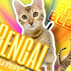 【 ベンガル 】生後5ヶ月、模様も体も成長した今のベンガルちゃんをごらんあれ！