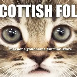 【 スコティッシュフォールド 】愛らしさ満点のブラウンタビーの男の子をレビュー！