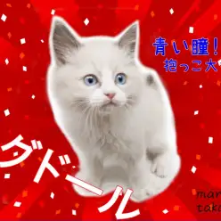 【 ラグドール 】初めてネコを飼うならこの子に決まり！青い瞳のプリンス！