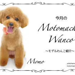 【 元町トリミング 】第八回Motomachi Wancoモデル犬紹介！