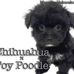 【 MIX 】大人気の超小型犬！飼いやすさ抜群のトイ・プードルとチワワのハーフ！