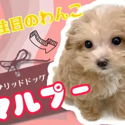 【 MIX犬 】ママとパパの良い所取りハイブリッドドッグ『マルプー』ちゃん登場！