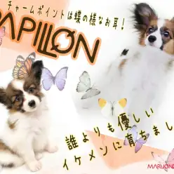 【 パピヨン 】ムダ吠えなし！トイレも完璧！とっても賢いパーフェクトわんこ！