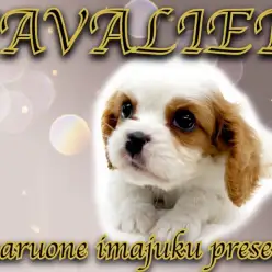 【 キャバリア 】ブレナムスポットを持つ究極の癒し系！スヌード姿は必見の可愛さ！