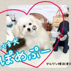 【 ミックス 】超フレンドリーに成長！天真爛漫な男の子、ポメプーくん