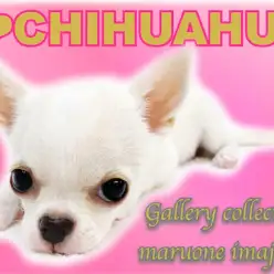 【 チワワ 】生後4ヶ月で1210g！人も犬も大好きで甘え上手なクリームガール！