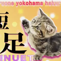 【 ミヌエット 】マンチカンだけじゃ無い！短足丸顔で大注目ニャンコ！