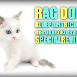 【 ラグドール 】美しい瞳の個性的なブルーポイントバイカラーの女の子登場!