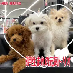 【 犬の社会性 】ポメラニアン・トイプードル・マルチーズの8月トリオ