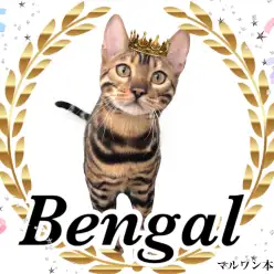 【 ベンガル 】親戚はチャンピオンだらけ⁉︎プリンスベンガル