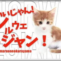 【 ノルウェージャンフォレストキャット 】大倉山店はイケメンパラダイス状態だぞ!