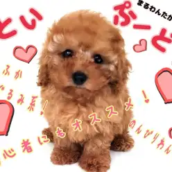 【 トイプードル 】初めての方にもオススメ!抜群のビジュアルと性格に大満足!