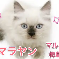 【 ヒマラヤン 】クールな見た目の甘えん坊！ヒマラヤンくんの成長を大公開！！