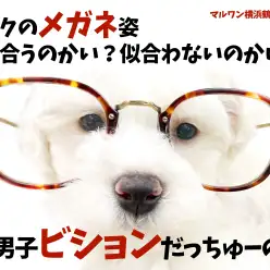 【 ビション・フリーゼ 】将来はファッションモデル！穏やかで優しい性格の持ち主！