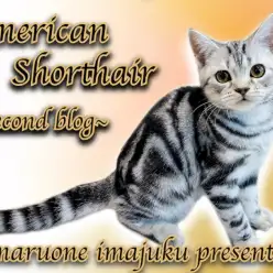 【 アメリカンショートヘア 】犬との多頭もできる生後6ヶ月の超絶おっとり男子！