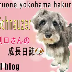 【 ミニチュア・シュナウザー 】躾＆トリミング慣れOK！お利口さんの2nd記事！