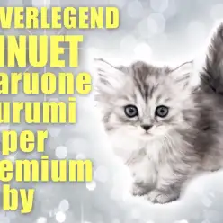 【 ミヌエット 】短足愛好家が待ち望んだ天使！最高峰の女の子が登場！