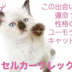 【 セルカークレックス 】この出会いは運命？！性格◎のユーモラスキャット！！