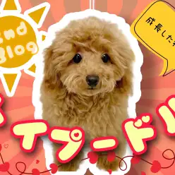 【 トイプードル 】毛量UPぬいぐるみの様な抱き心地！プーちゃん2ndブログ