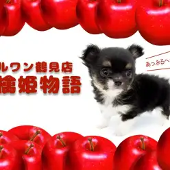 【 チワワ 】動画多め・短足歩行が可愛すぎて昇天！圧巻のキューティーパピー！