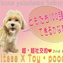 【 MIX 】友達100頭できるかな？社交性抜群で飼いやすいマルプーの2nd記事