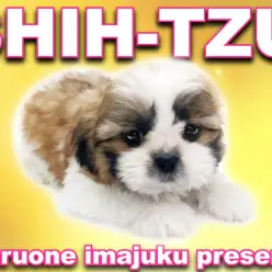 【 シーズー 】パパはJKCチャンピオン！どすこい系のペチャ顔おっとり男子登場！