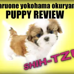 【 シーズー 】愛嬌たっぷりハナペチャ王子!ゴールドカラーに大注目!