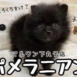 【 ポメラニアン 】黒ポメ改め子熊?愛らしさ大爆発なニューフェイス登場!