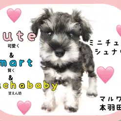 【 ミニチュアシュナウザー 】スタッフお墨付きの頭脳を持つ最強の甘えんぼガール！