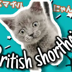 【 ブリティッシュショートヘア 】スマイルにゃんこ!上がった口角まん丸頬が特徴