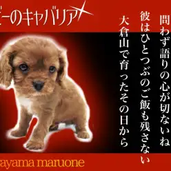 【 キャバリア 】宝石のような輝きを放つ希少なルビーカラーの男の子登場！