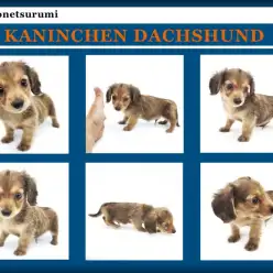 【 カニンヘンダックスフント 】超絶甘えん坊の短足レッドの男の子が登場！！
