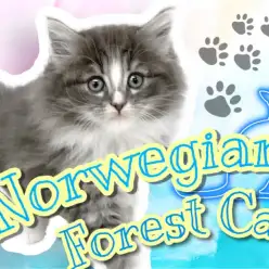 【 ノルウェージャンフォレストキャット 】美しすぎるブルーの被毛！イケにゃん登場